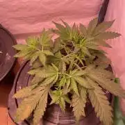 Tropicana Cookies Auto