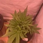 Guava Auto DWC - fastbuds