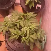 Tropicana Cookies Auto