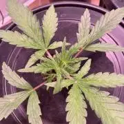 Guava Auto DWC - fastbuds