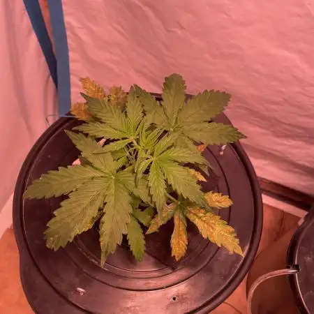 Kings Juice DWC