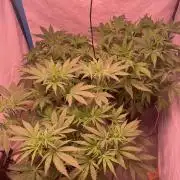 Tropicana Cookies Auto