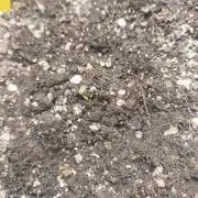 Gorilla Cookies Auto (First Grow)