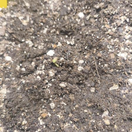 Gorilla Cookies Auto (First Grow)