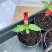 2026 – Honduras × Panama (ACE Seeds)