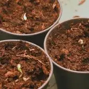 2026 – Honduras × Panama (ACE Seeds)