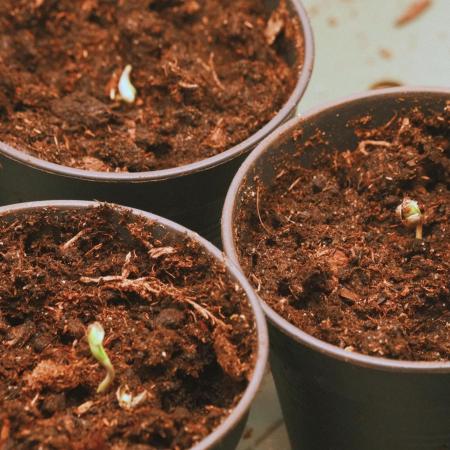 2026 – Honduras × Panama (ACE Seeds)