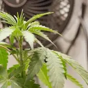 2026 – Honduras × Panama (ACE Seeds)