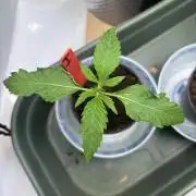 2026 – Honduras × Panama (ACE Seeds)