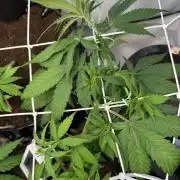 2026 – Honduras × Panama (ACE Seeds)