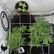 2026 – Honduras × Panama (ACE Seeds)