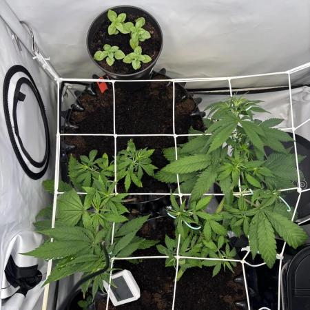 2026 – Honduras × Panama (ACE Seeds)