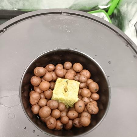 Strawberry 🍓 hydroponics dwc 💧