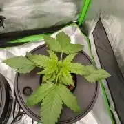 Strawberry 🍓 hydroponics dwc 💧