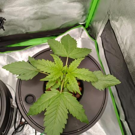 Strawberry 🍓 hydroponics dwc 💧