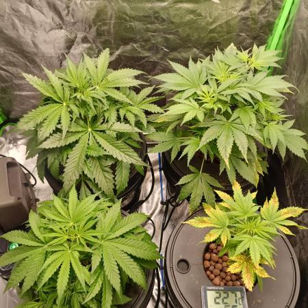 hydroponic dwc