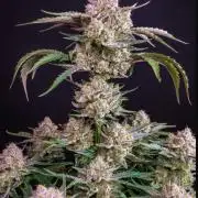 Strawberry gorilla auto hydroponic dwc