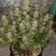 Strawberry gorilla auto hydroponic dwc