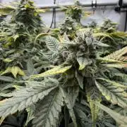 One order of Chicken n' Wafflez plz...