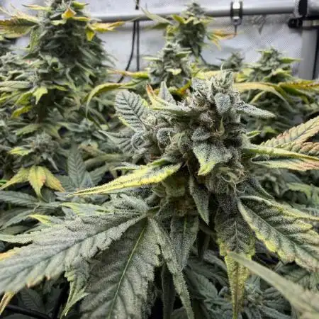 One order of Chicken n' Wafflez plz...