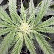 One order of Chicken n' Wafflez plz...