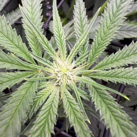 One order of Chicken n' Wafflez plz...