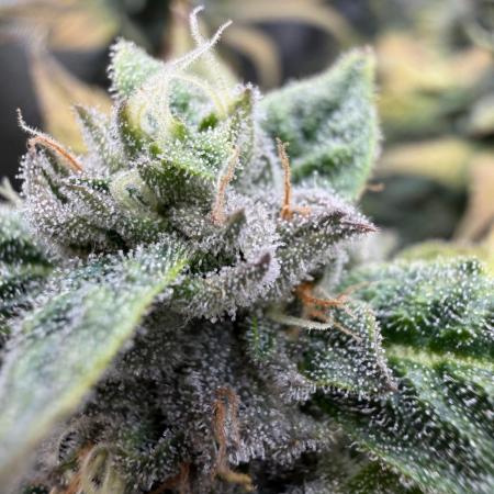 One order of Chicken n' Wafflez plz...