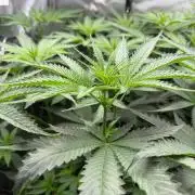 One order of Chicken n' Wafflez plz...