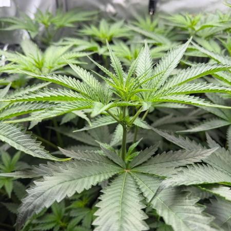 One order of Chicken n' Wafflez plz...