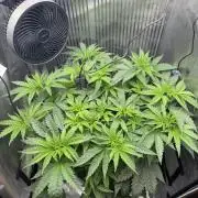 One order of Chicken n' Wafflez plz...