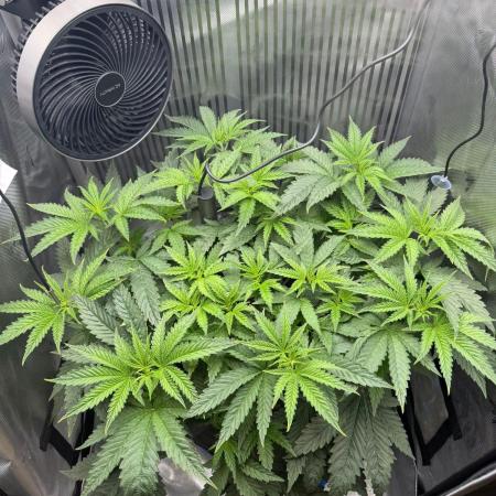 One order of Chicken n' Wafflez plz...