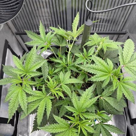 One order of Chicken n' Wafflez plz...