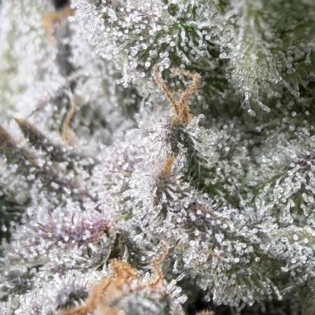 One order of Chicken n' Wafflez plz...