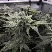 One order of Chicken n' Wafflez plz...