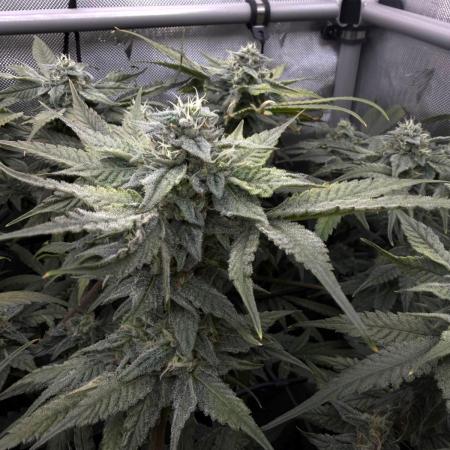 One order of Chicken n' Wafflez plz...