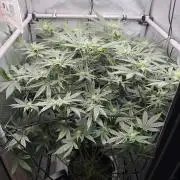 One order of Chicken n' Wafflez plz...