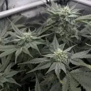 One order of Chicken n' Wafflez plz...