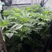 One order of Chicken n' Wafflez plz...