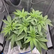 One order of Chicken n' Wafflez plz...