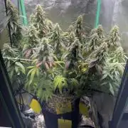 Mimosa Monster Cropping SCROG