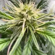 Mimosa Monster Cropping SCROG
