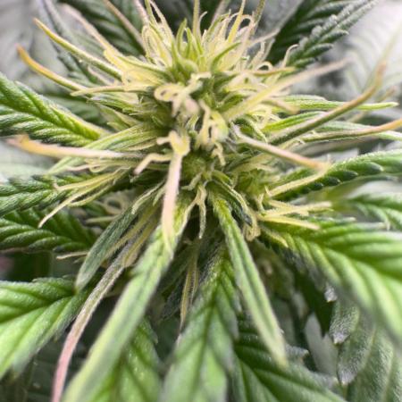 Mimosa Monster Cropping SCROG