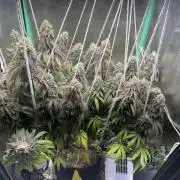 Mimosa Monster Cropping SCROG