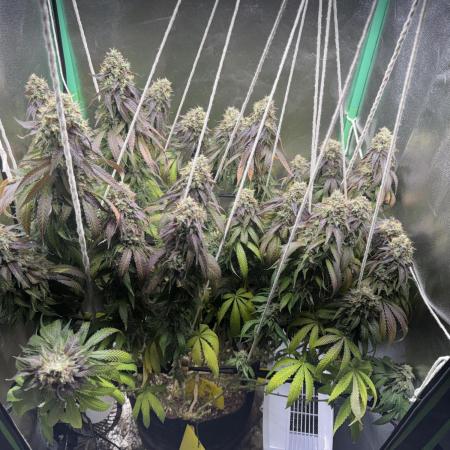 Mimosa Monster Cropping SCROG