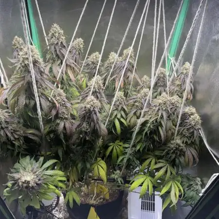 Mimosa Monster SCROG