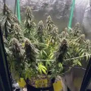 Mimosa Monster Cropping SCROG