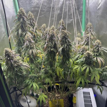 Mimosa Monster Cropping SCROG
