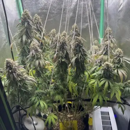 Mimosa Monster Cropping SCROG