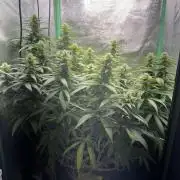Mimosa Monster Cropping SCROG
