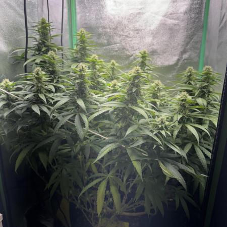 Mimosa Monster Cropping SCROG